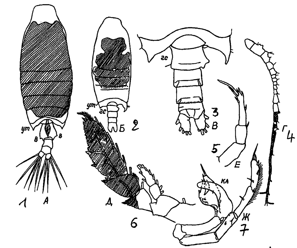 Espce Candacia ethiopica - Planche 24 de figures morphologiques