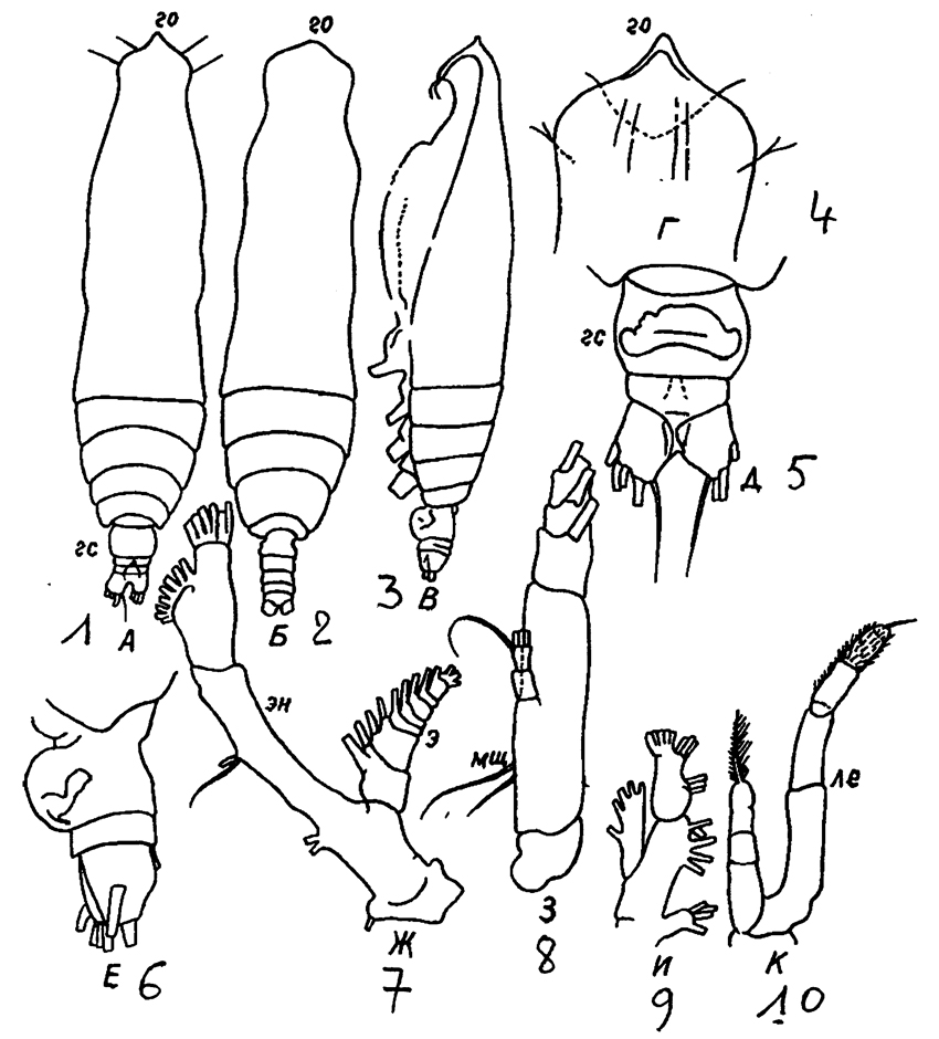 Species Pareucalanus sewelli - Plate 13 of morphological figures