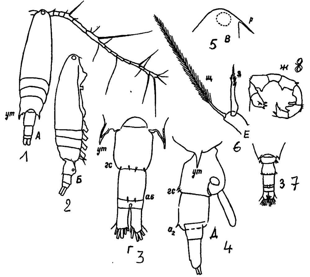 Espèce Acartia (Acartia) danae - Planche 17 de figures morphologiques