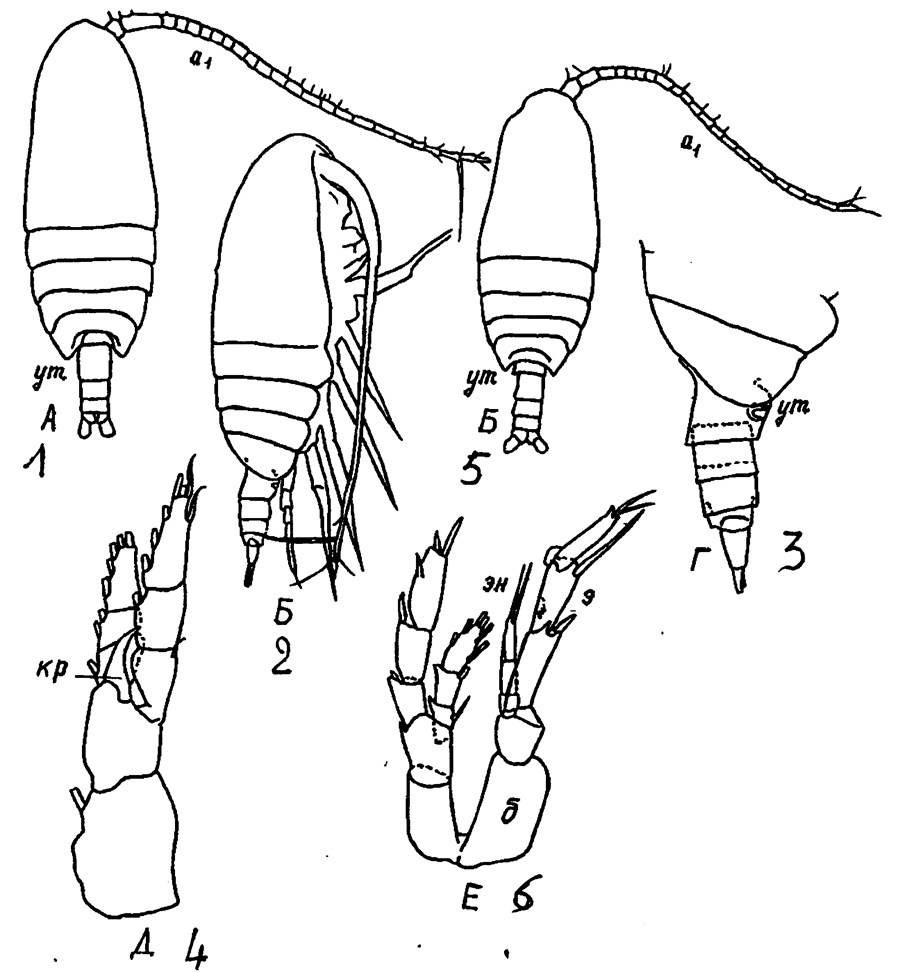Espce Canthocalanus pauper - Planche 19 de figures morphologiques
