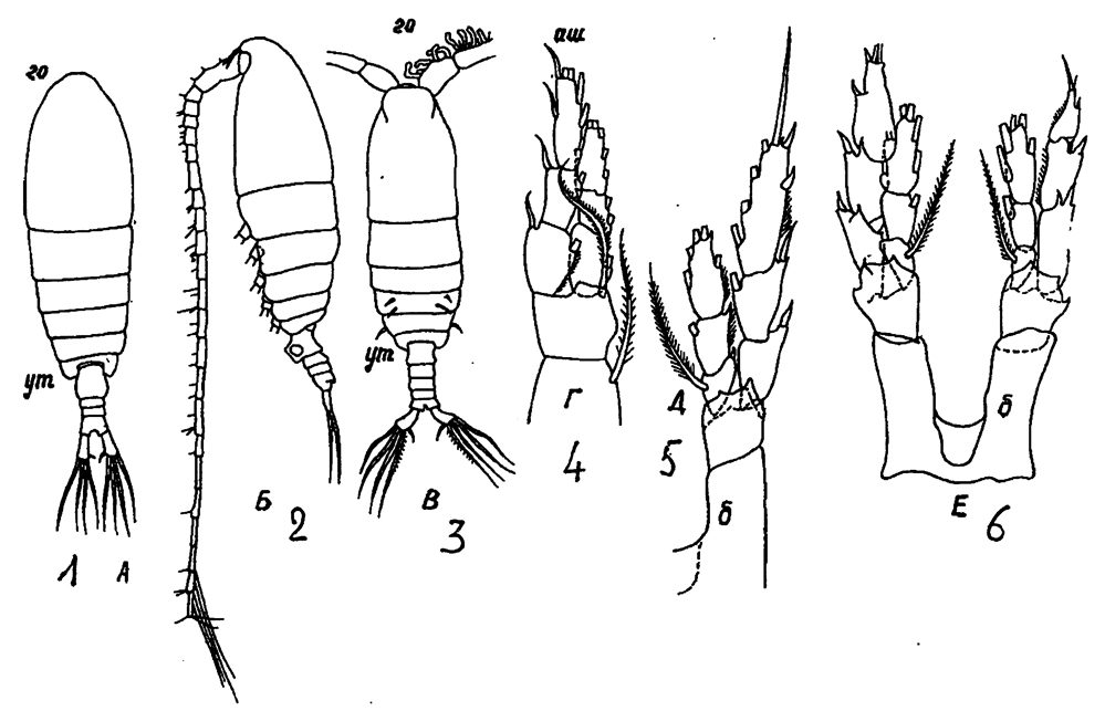 Espèce Mesocalanus tenuicornis - Planche 21 de figures morphologiques