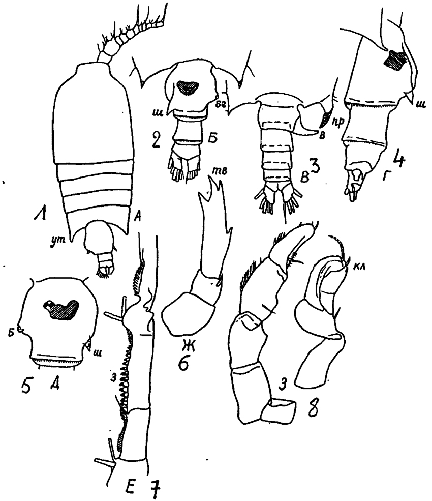 Species Candacia curta - Plate 15 of morphological figures