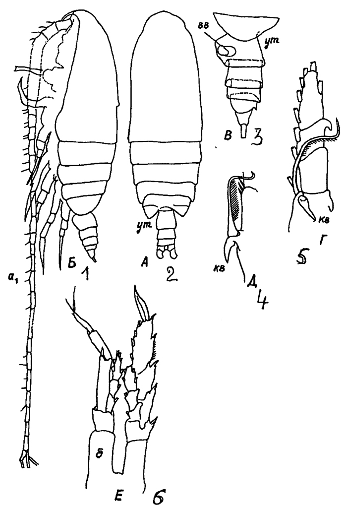 Espèce Neocalanus gracilis - Planche 48 de figures morphologiques