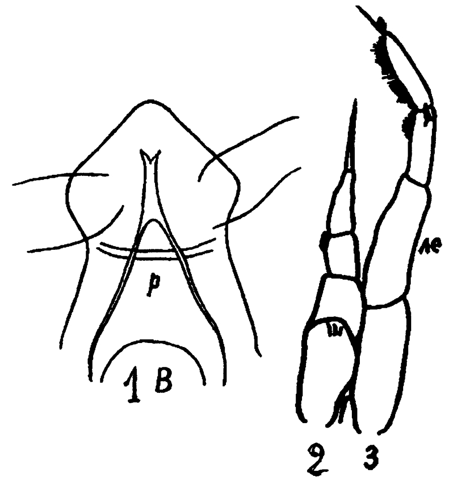 Espèce Eucalanus hyalinus - Planche 24 de figures morphologiques