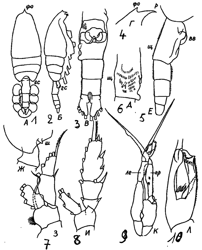 Espce Euchaeta indica - Planche 18 de figures morphologiques