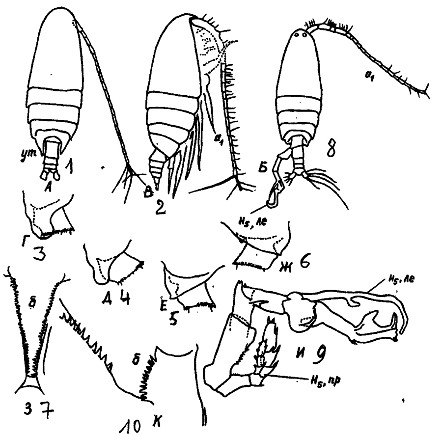 Espèce Cosmocalanus darwini - Planche 29 de figures morphologiques