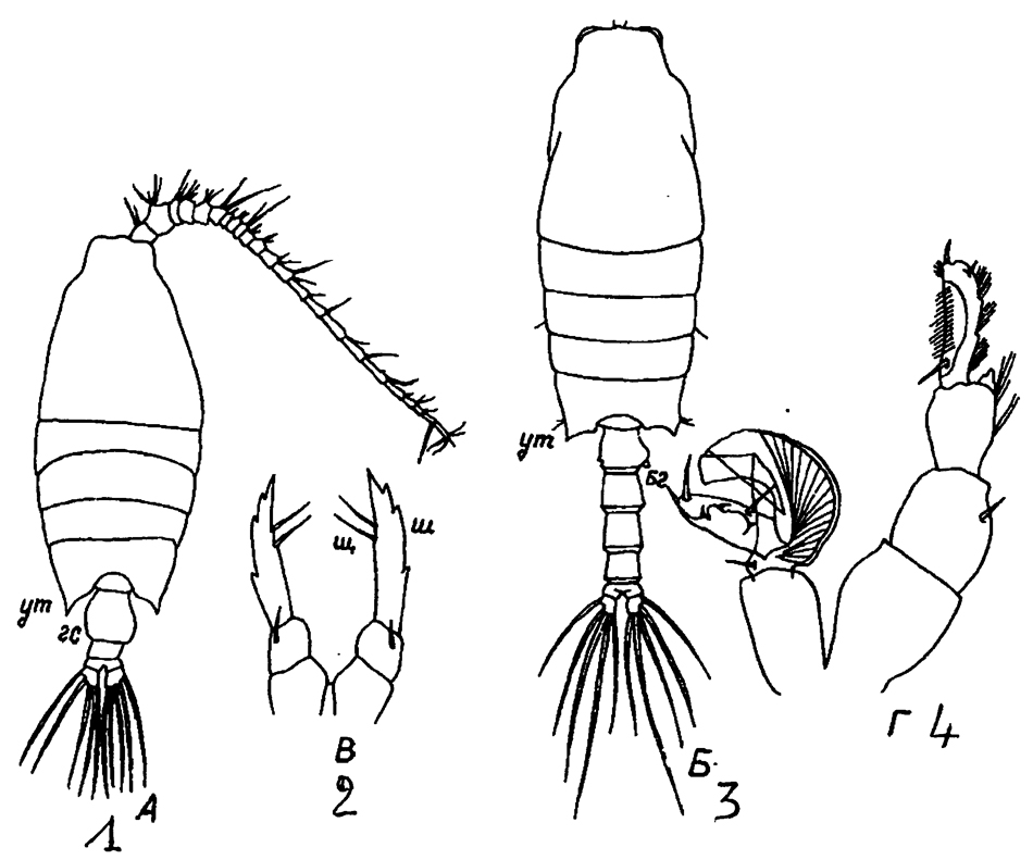 Espce Candacia tuberculata - Planche 7 de figures morphologiques