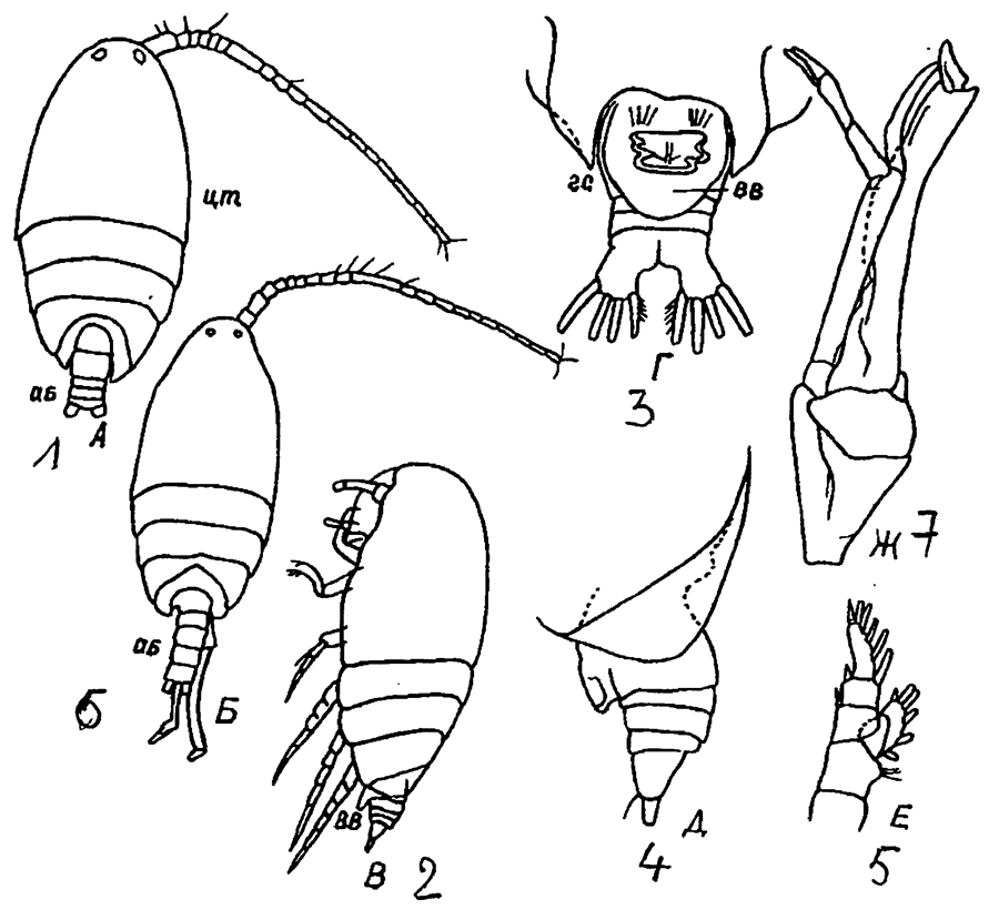 Espèce Scolecithrix danae - Planche 35 de figures morphologiques