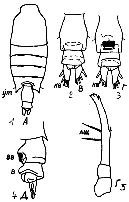 Espce Candacia discaudata - Planche 8 de figures morphologiques