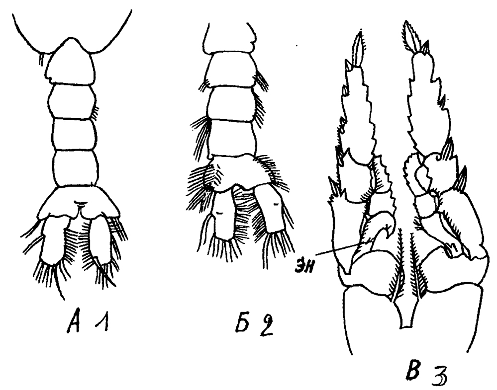 Species Pleuromamma abdominalis - Plate 45 of morphological figures