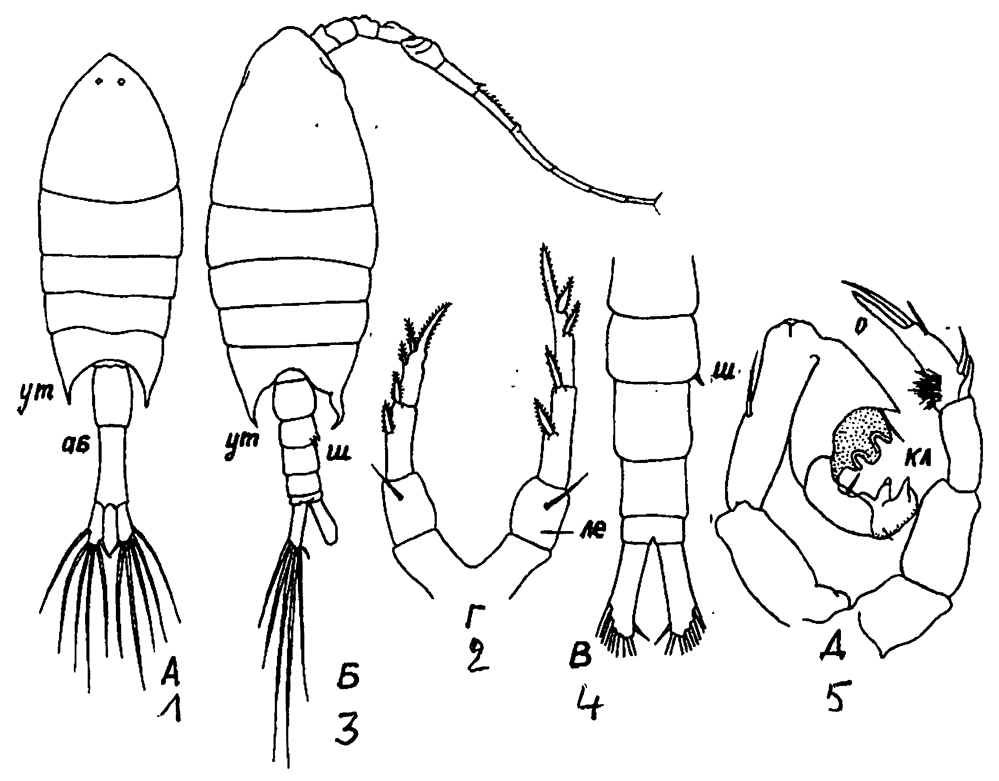 Espèce Calanopia thompsoni - Planche 20 de figures morphologiques