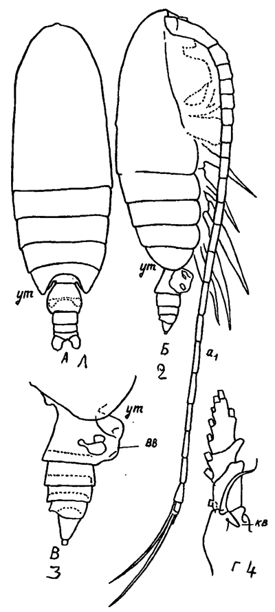 Species Neocalanus robustior - Plate 23 of morphological figures