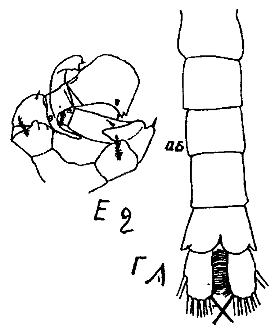 Espce Pleuromamma quadrungulata - Planche 10 de figures morphologiques
