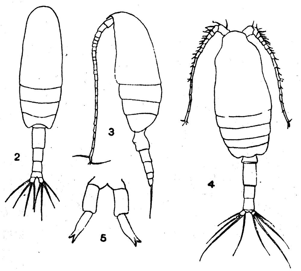 Species Clausocalanus farrani - Plate 13 of morphological figures