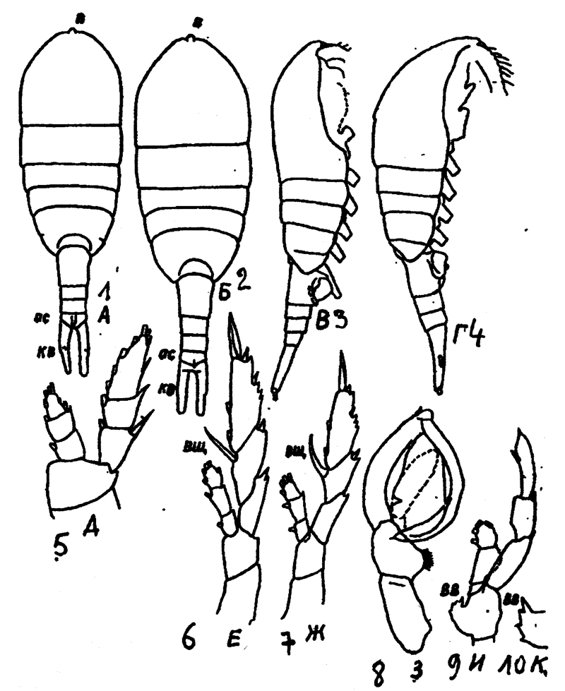 Species Lucicutia flavicornis - Plate 37 of morphological figures