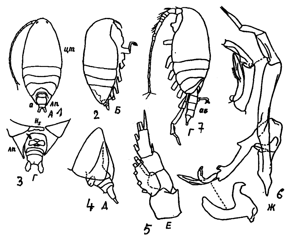 Species Scolecithrix bradyi - Plate 24 of morphological figures