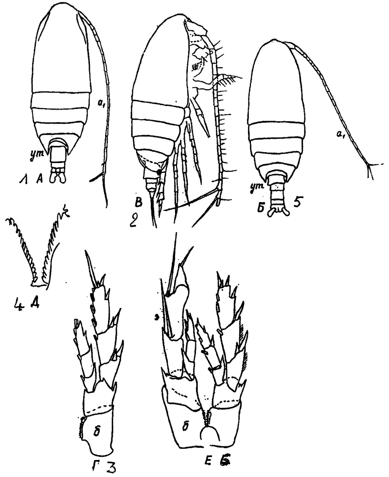 Espèce Nannocalanus minor - Planche 37 de figures morphologiques