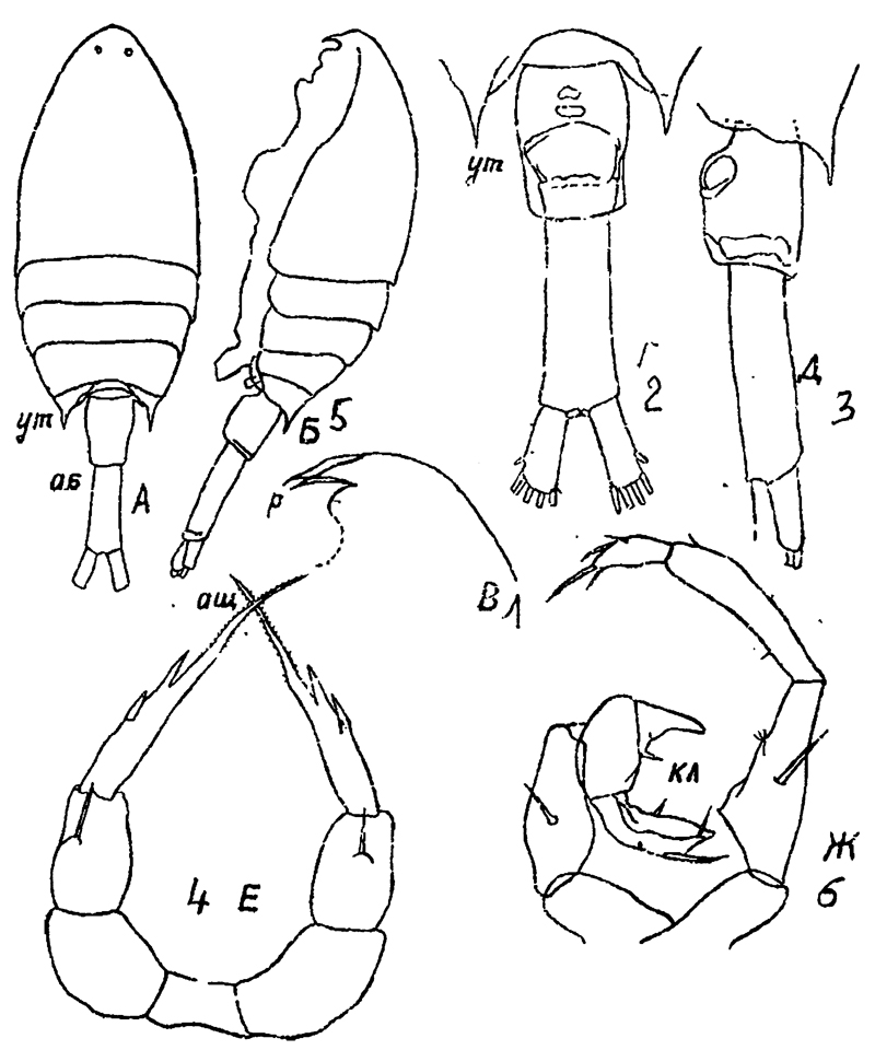 Espce Calanopia minor - Planche 10 de figures morphologiques