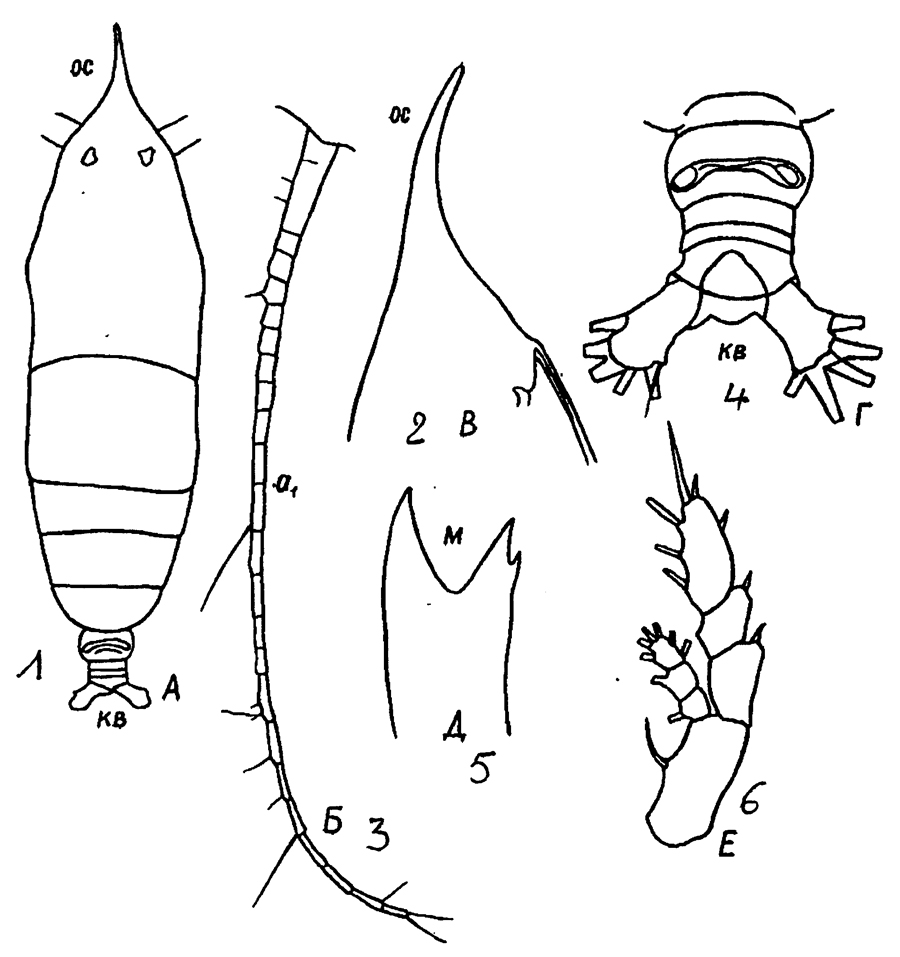 Species Haloptilus oxycephalus - Plate 20 of morphological figures