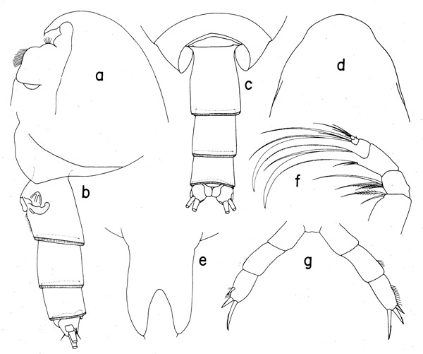 Species Cornucalanus simplex - Plate 1 of morphological figures