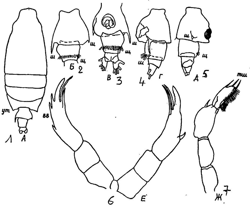 Espèce Candacia bispinosa - Planche 13 de figures morphologiques