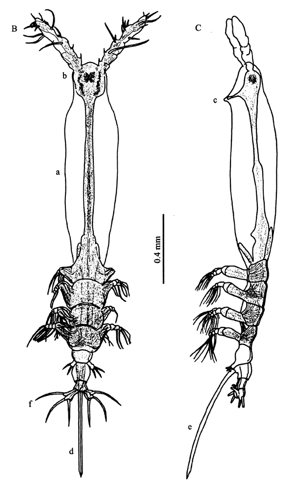 Species Cymbasoma cheni - Plate 1 of morphological figures