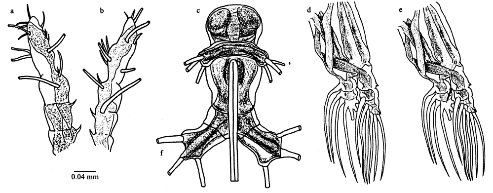 Species Cymbasoma cheni - Plate 2 of morphological figures