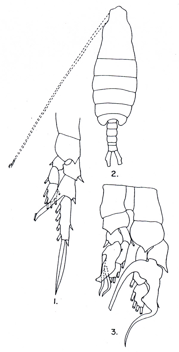 Espèce Centropages gracilis - Planche 2 de figures morphologiques