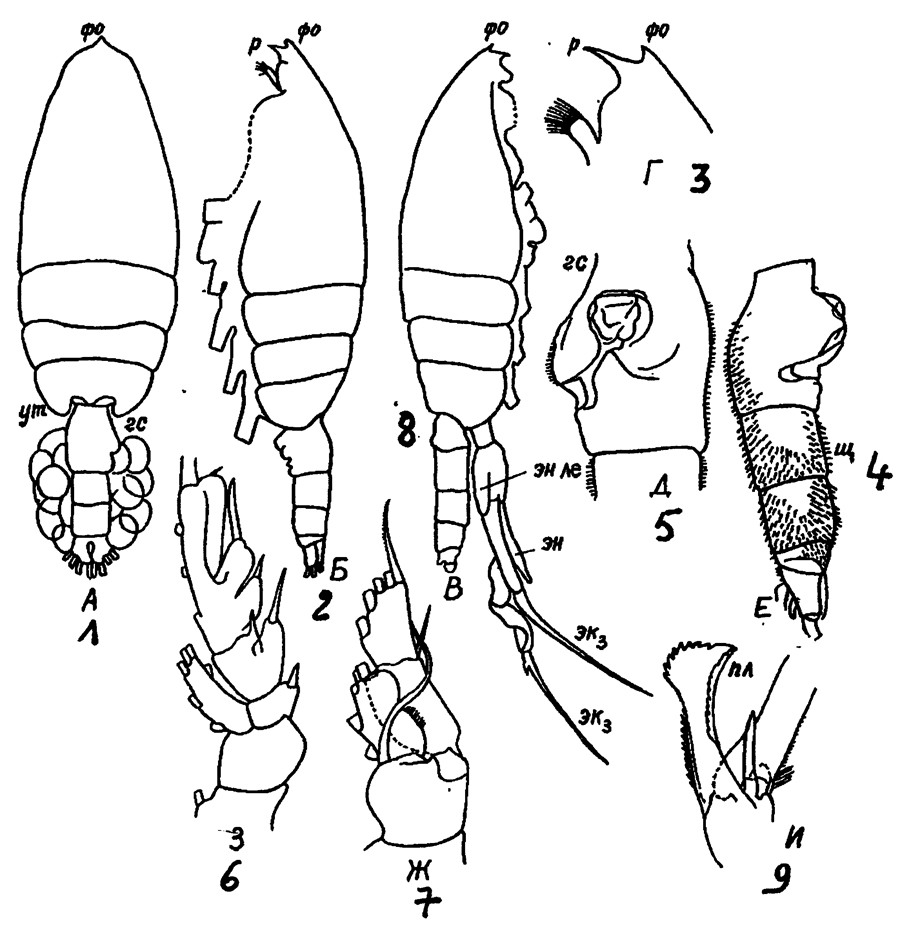 Espèce Euchaeta marina - Planche 48 de figures morphologiques