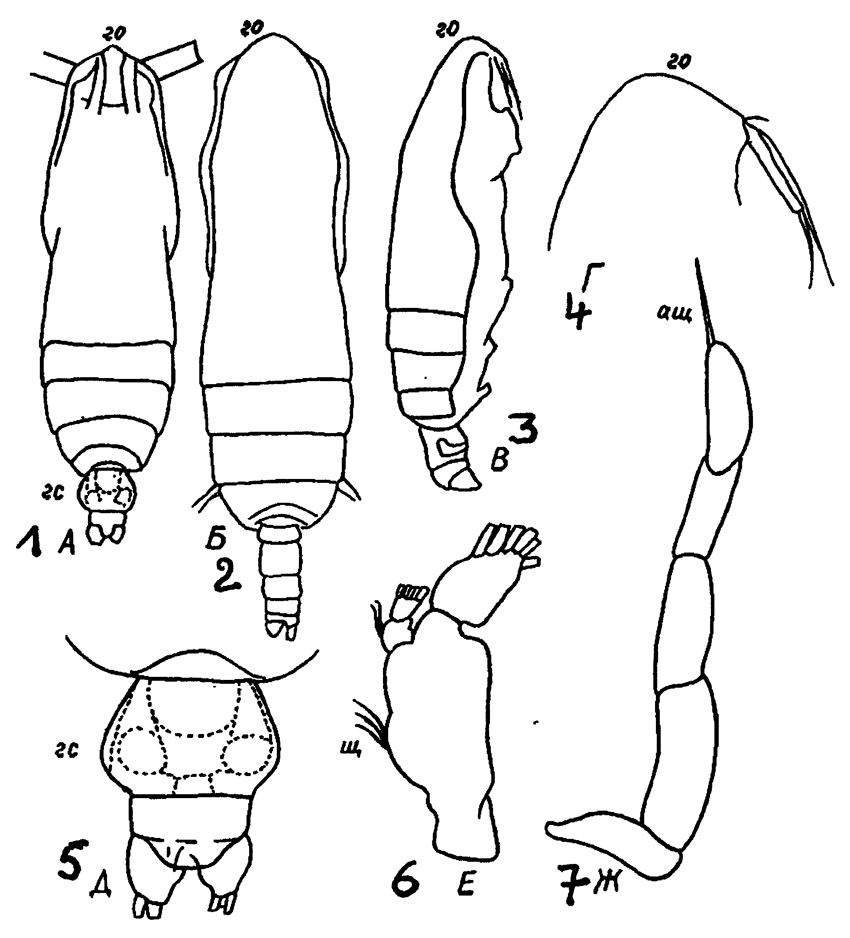 Espce Subeucalanus subcrassus - Planche 13 de figures morphologiques
