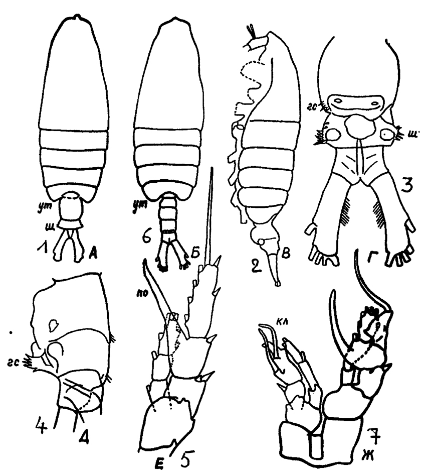 Species Centropages gracilis - Plate 13 of morphological figures