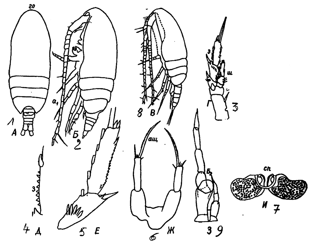 Espèce Paracalanus aculeatus - Planche 18 de figures morphologiques