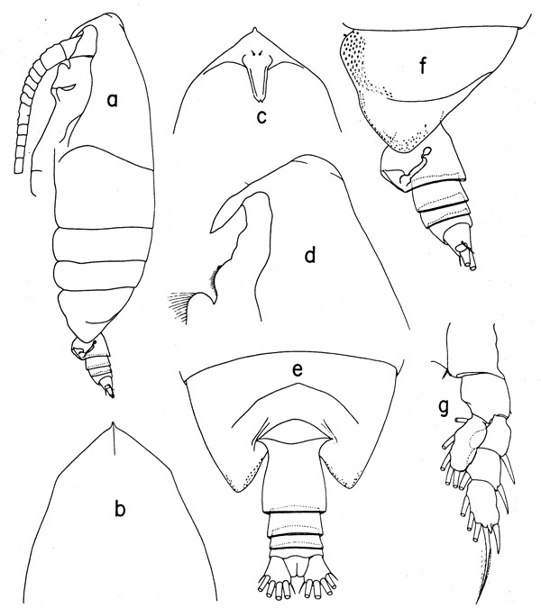 Espèce Landrumius gigas - Planche 1 de figures morphologiques