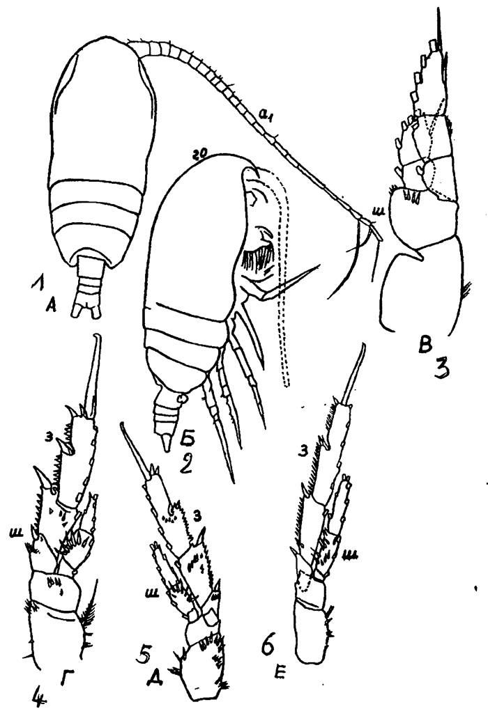 Species Acrocalanus gracilis - Plate 16 of morphological figures