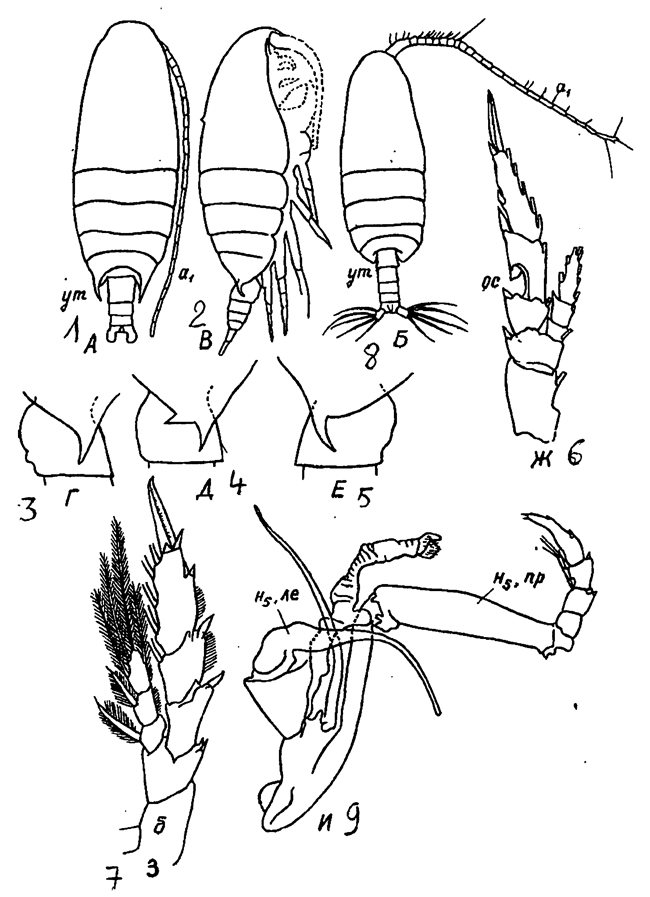 Espèce Undinula vulgaris - Planche 42 de figures morphologiques
