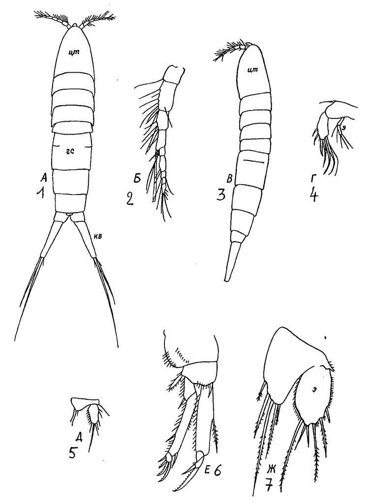 Species Parathalestris croni - Plate 3 of morphological figures
