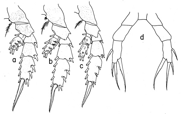 Espèce Landrumius gigas - Planche 2 de figures morphologiques