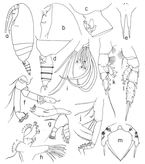 Species Amallothrix pseudopropinqua - Plate 1 of morphological figures