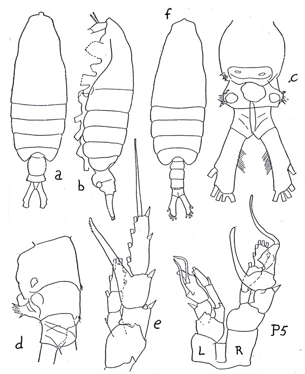 Species Centropages gracilis - Plate 1 of morphological figures