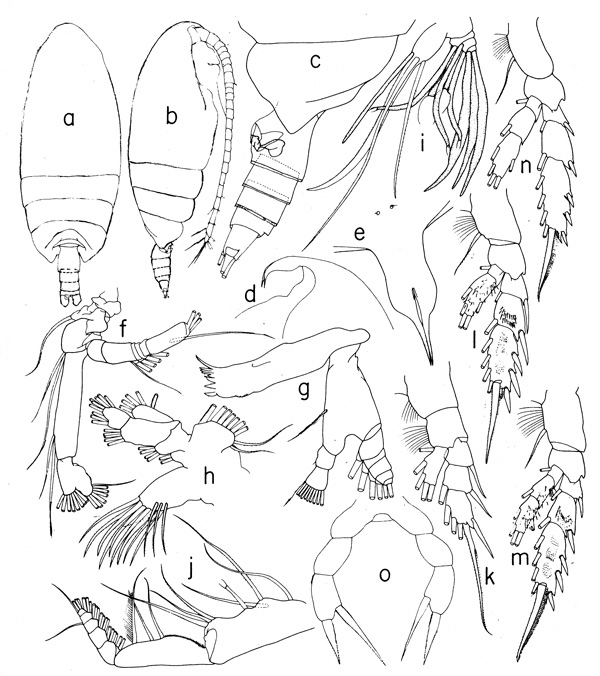 Espèce Mixtocalanus alter - Planche 3 de figures morphologiques