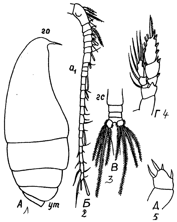 Species Lophothrix latipes - Plate 13 of morphological figures