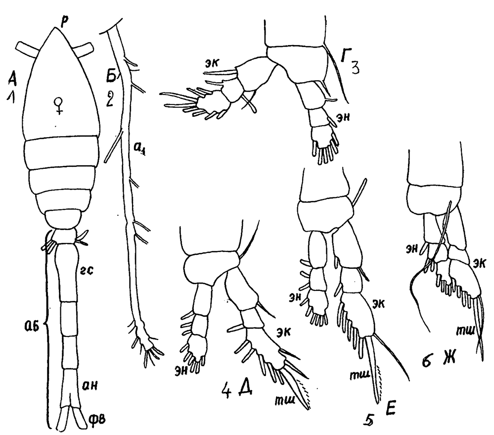Espèce Oithona setigera - Planche 19 de figures morphologiques