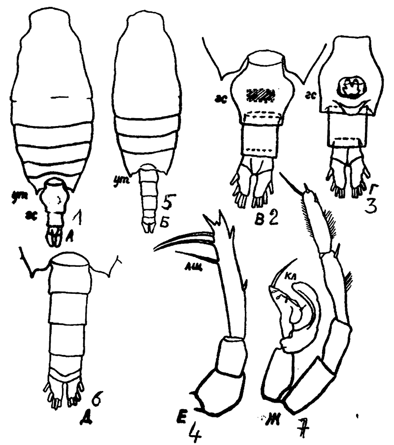Espce Candacia catula - Planche 11 de figures morphologiques