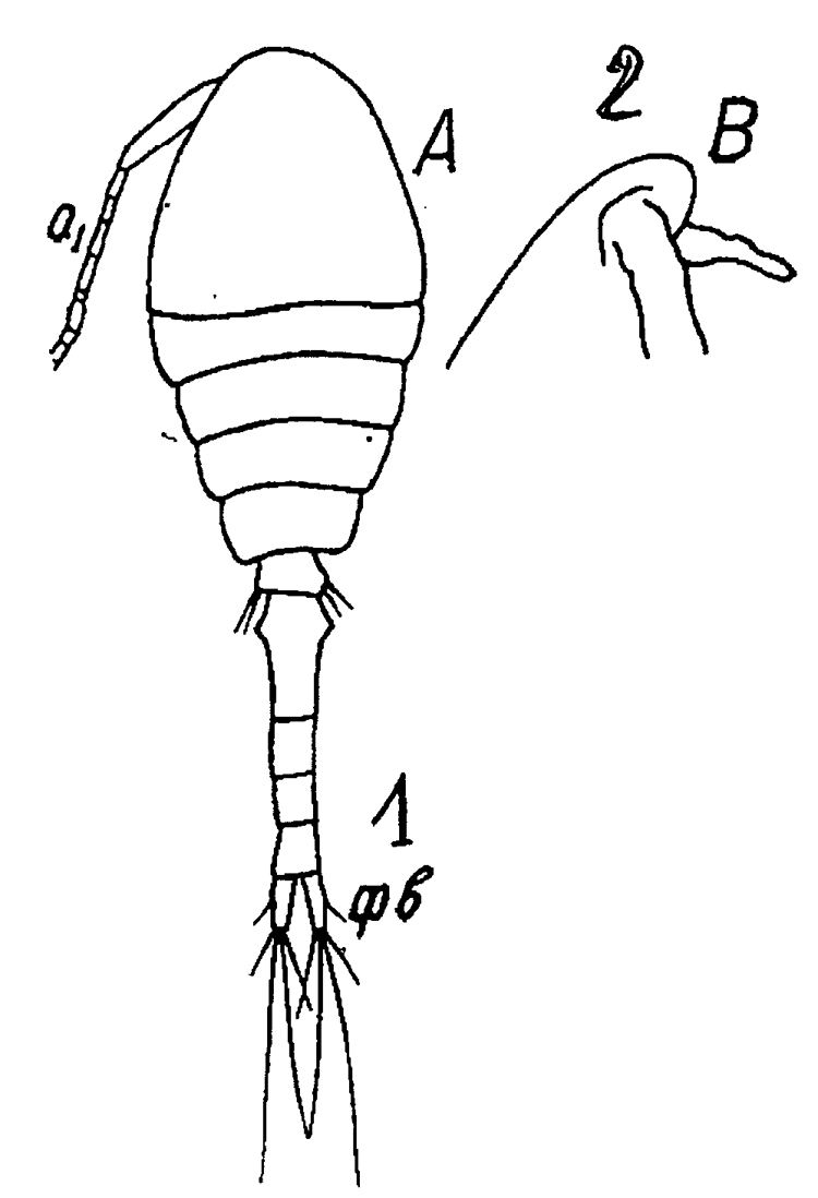 Species Oithona pulla - Plate 7 of morphological figures