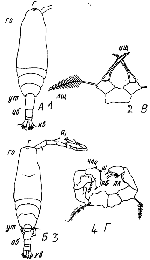 Espce Acartia (Acartiura) clausi - Planche 54 de figures morphologiques