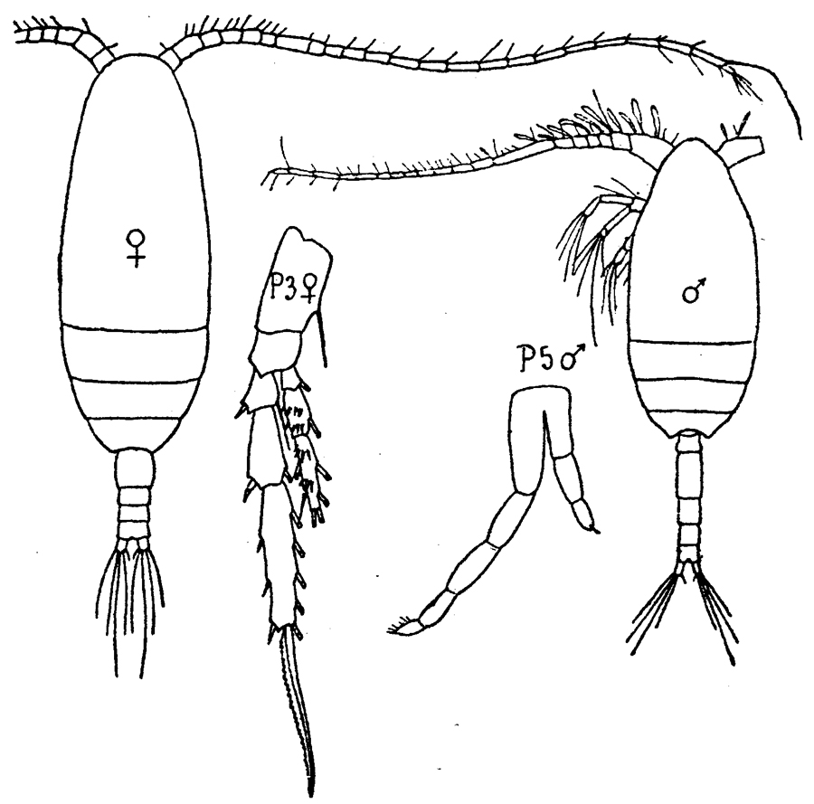 Espce Microcalanus pygmaeus - Planche 15 de figures morphologiques