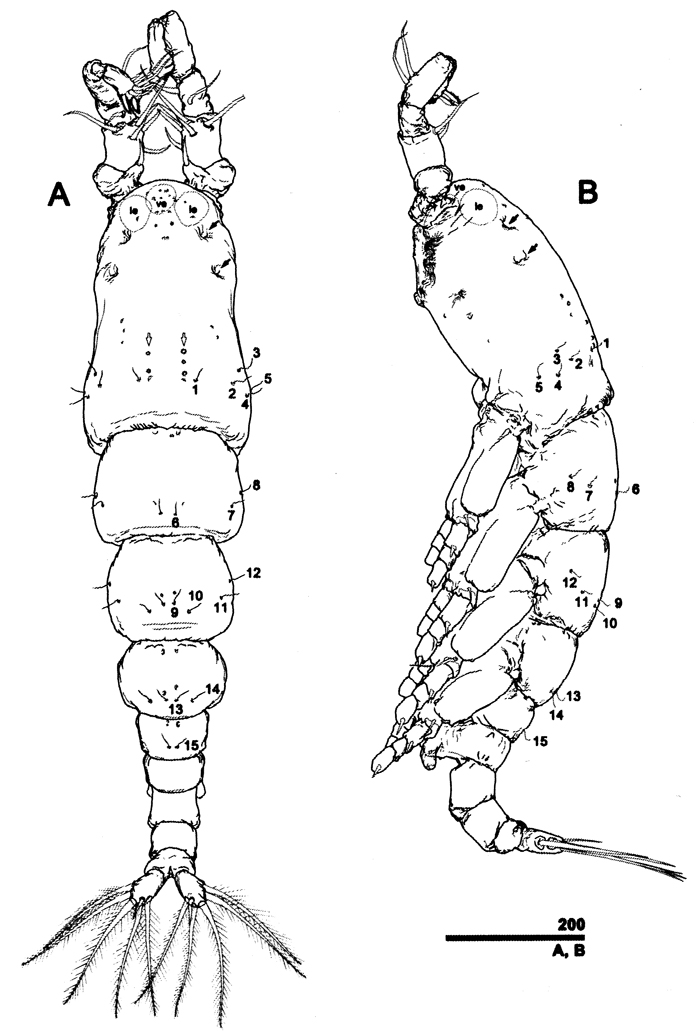 Espce Caromiobenella castorea - Planche 1 de figures morphologiques