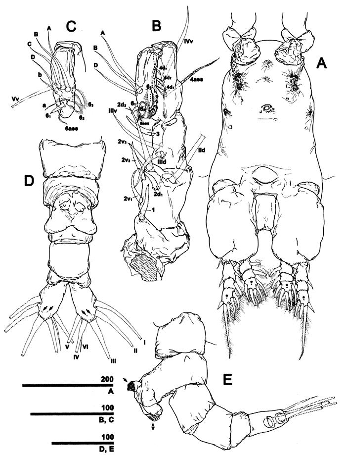 Espce Caromiobenella castorea - Planche 2 de figures morphologiques