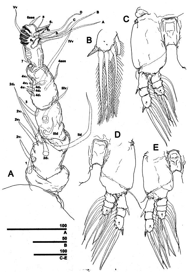 Espèce Caromiobenella castorea - Planche 3 de figures morphologiques