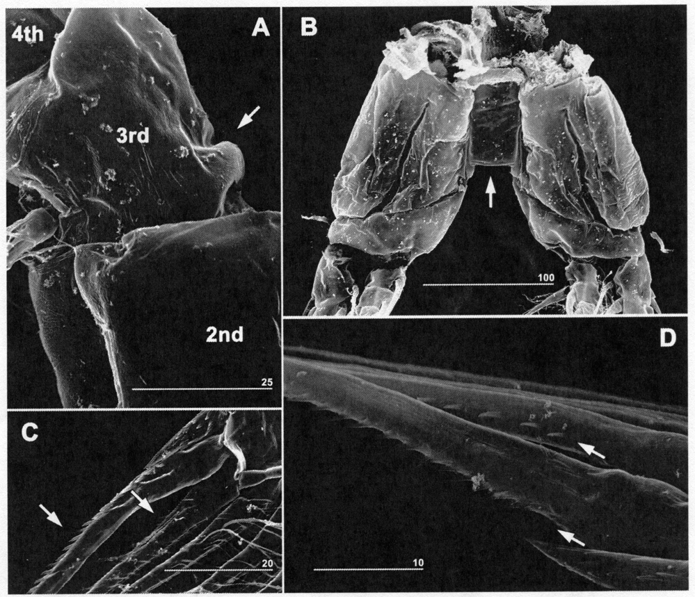 Espce Caromiobenella castorea - Planche 4 de figures morphologiques